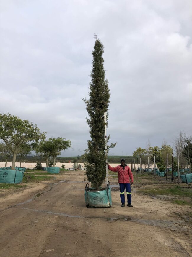 Prime-Trees-Cape-Town-Churchyard-Cypress-Tree-Cupressus-sempervirens-Stricta-500l