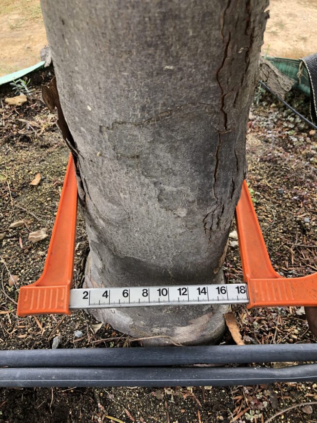 Prime-Trees-Cape-Town-Outeniqua-Yellowwood-Tree-Afrocarpus-falcatus-Stem-2000l