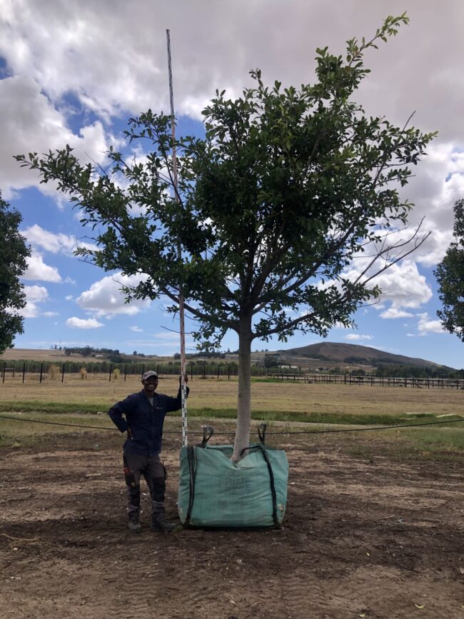Prime-Trees-Cape-Town-Natal-Wild-Fig-Tree-Ficus-natalensis-1000l