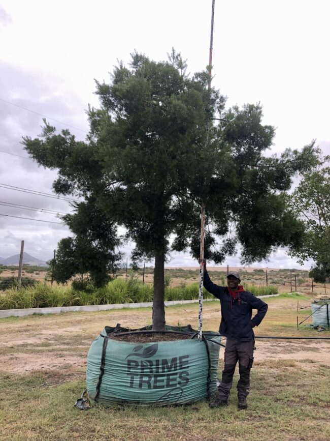 Prime-Trees-Cape-Town-Outeniqua-Yellowwood-Tree-Afrocarpus-falcatus-2000l