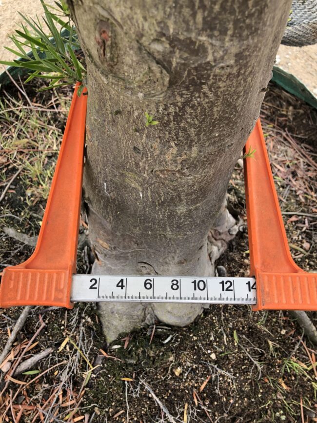 Prime-Trees-Cape-Town-Outeniqua-Yellowwood-Tree-Afrocarpus-falcatus-Stem-500l