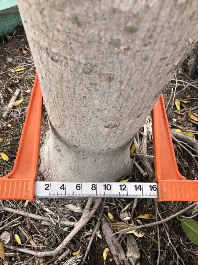 Prime-Trees-Cape-Town-Natal-Wild-Fig-Tree-Ficus-natalensis-Stem-1000l