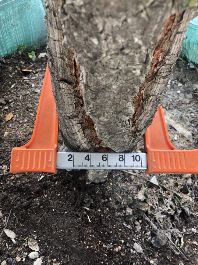 Prime-Trees-Cape-Town-Cork Oak-Tree-Quercus suber-500l-stem