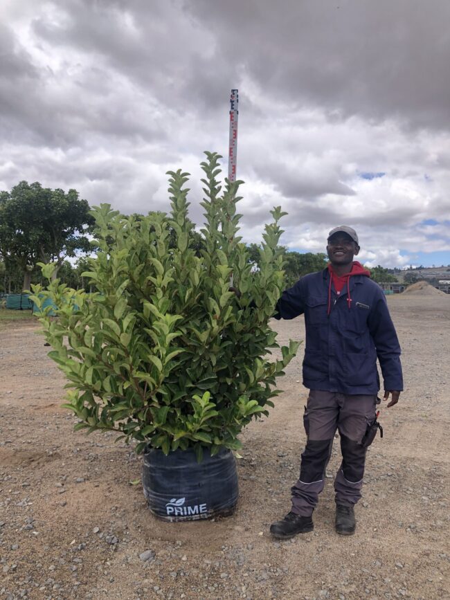 Prime-Trees-Cape-Town-Sweet Viburnum-Tree-Viburnum sinensis-250l
