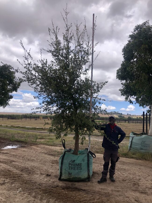 Prime-Trees-Cape-Town-Cork Oak-Tree-Quercus suber-500l