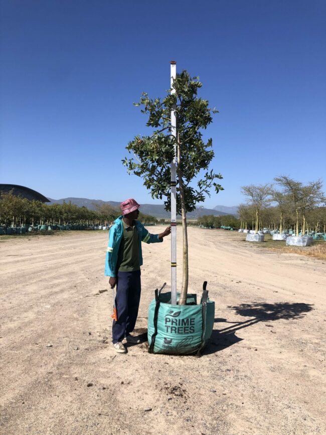 Prime-Trees-Cape-Town-Wild-Plum-Tree-Harpephyllum-caffrum-250l