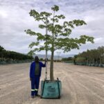Prime-Trees-Cape-Town-Silk-Floss-Tree-Chorisa-speciosa-500l
