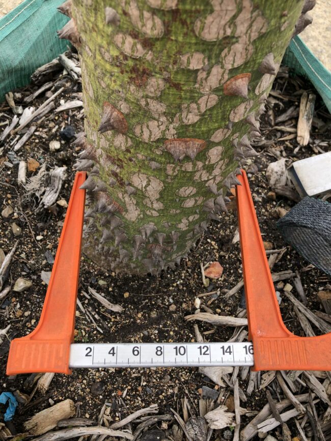Prime-Trees-Cape-Town-Silk-Floss-Tree-Chorisa-speciosa-stem-500l