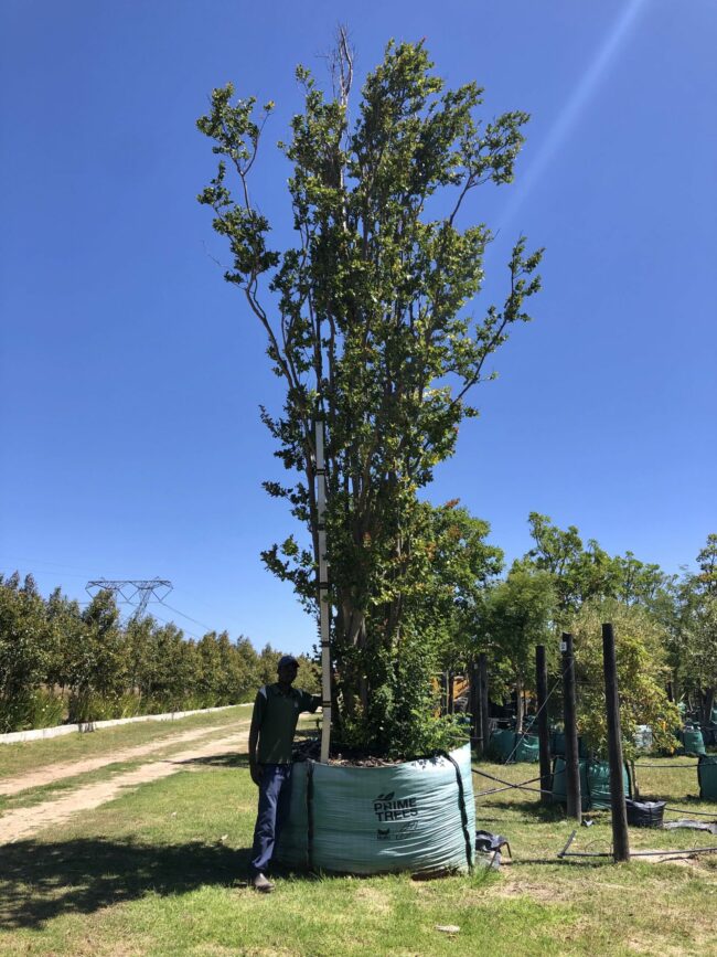 Prime-Trees-Cape-Town-Pride of India-Tree-Lagerstroemia Speciosa-2000l