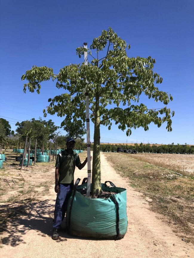 Prime-Trees-Cape-Town-Silk-Floss-Tree-Chorisa-speciosa-1000l