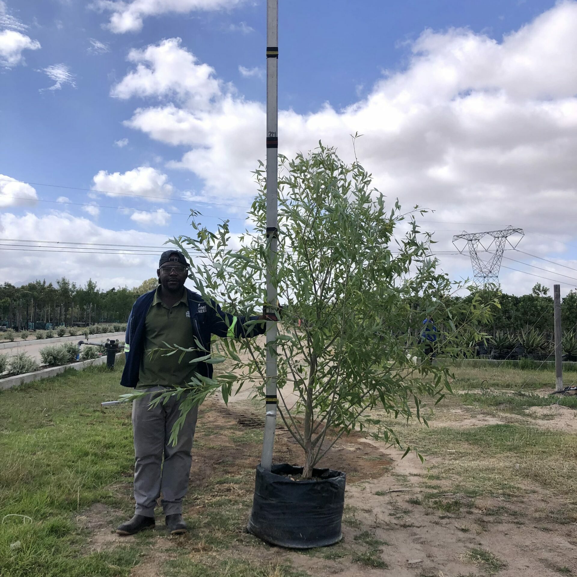 Prime-Trees-Cape-Town-Cape-Willow-Tree-Salix-mucronata-100l