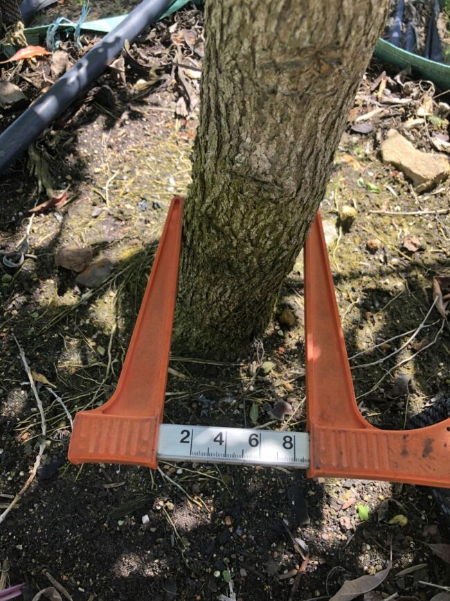 Prime-Trees-Cape-Town-Forest-Elder-Nuxia-floribunda-stem-500l