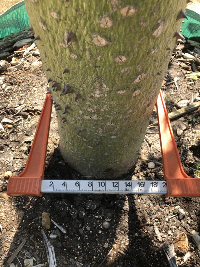 Prime-Trees-Cape-Town-Silk-Floss-Tree-Chorisa-speciosa-stem-1000l